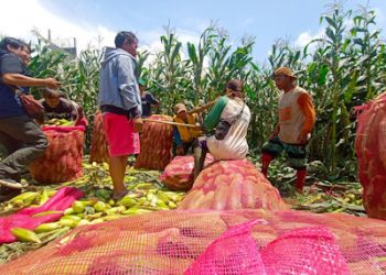Petani Jagung di KBB Meraup Untung Jelang Tahun Baru