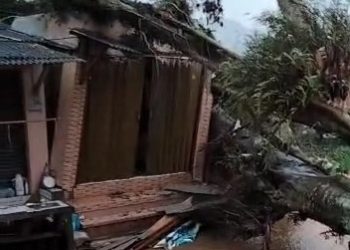 Hujan Deras Disertai Angin Kencang, Pohon Tumbang Timpa Rumah dan Toko