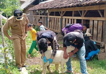 6 Ekor Kambing Mati di Sirnajaya Positif PMK