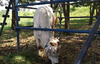 PMK di Bandung Barat Tembus 4000 Ekor, Tertinggi di Jabar
