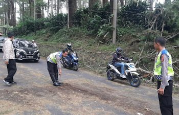 Tertimpa Pohon Tumbang, Pengendara Motor Meninggal di Tempat