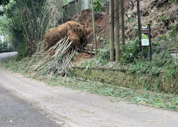 Sempat Tutup Gegara Pohon Tumbang, Jalur Cisaru-Lembang Bisa Dilewati