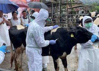 Dispernakan KBB Siapkan 13 Ribu Label Sehat Hewan Kurban