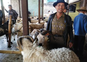 Jelang Hari Idul Adha, Pasar Domba Tagog Padalarang Cukup Dipadati Pembeli