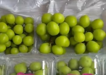 DKPP KBB Cek Keamanan Anggur Shine Muscat dari China