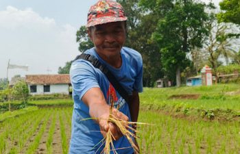 Belasan Hektare Sawah di Cipatat Terancam Gagal Tanam
