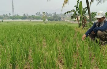 Petani Terancam Gagal Tanam, Lukman: Segera Koordinasi dengan Dinas PUTR