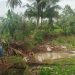 Jebolnya Sempadan Irigasi Rajamandala Timbun Sawah Warga, Petani Merugi