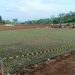 Pemdes Ciptagumati Bangun Stadion Cipta Madya Berstandar Nasional PSSI