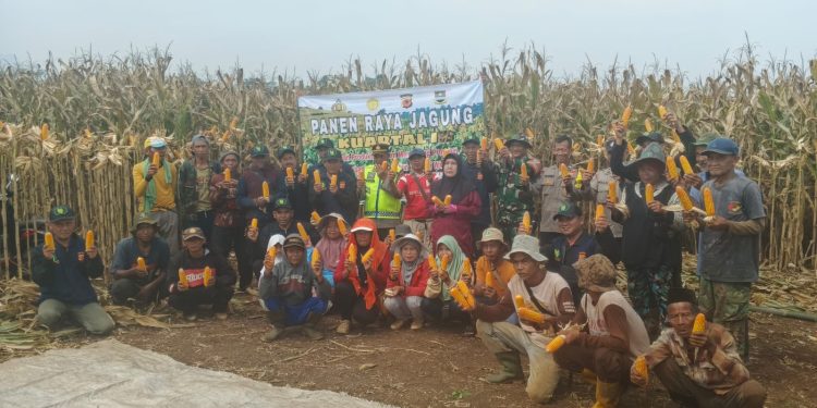 Dukung Ketahanan Pangan, Polsek Cipatat Panen Jagung 15 Ton