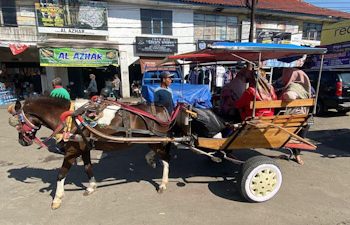 Delman Padalarang dan 3 Trayek Angkot Lembang Dihentikan Sementara