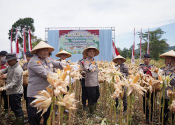 Polres Cimahi Panen 377,5 Ton Jagung di Bandung Barat, 165 Ton Diserap Bulog