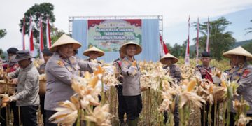 Polres Cimahi Panen 377,5 Ton Jagung di Bandung Barat, 165 Ton Diserap Bulog