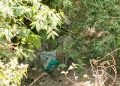 Tumpukan karung yang diduga berisi limbah batu bara ditemukan di tepi tebing jalan kabupaten di Kampung Legok Talingkub, Desa Cirawamekar, Kecamatan Cipatat, Kabupaten Bandung Barat. Warga khawatir keberadaan material tersebut dapat mencemari sumber mata air yang menjadi andalan masyarakat sekitar. Foto:BBPOS/Kamil