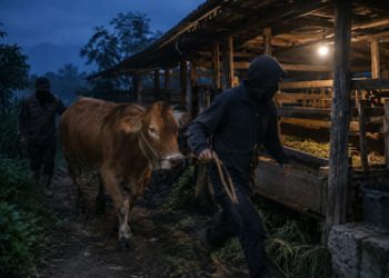Pemilik Histeris, Sapi Puluhan Juta Rupiah Hilang di Cisarua